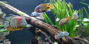 Erlebnispark Meeresaquarium in Zella-Mehlis, großes Aquarium mit einer Vielfalt an Meerestieren
