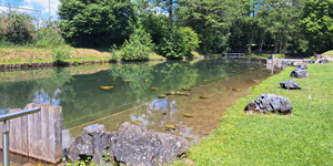 Naturbadeweiher mit Grill- und Zeltplatz