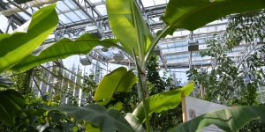 Das Tropenhaus Klein-Eden in Kleintettau, bietet eine Vielzahl an Früchten.