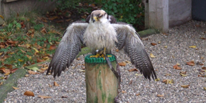 Der Wildpark Tambach ist ein Tierpark im Landkreis Coburg in Oberfranken.