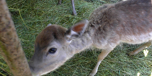 Der Tiergarten Sonneberg ist ein schönes Ausflugsziel mit Kindern.