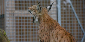 Der Zoologischen Garten in Hof, ist ein schönes Ausflugsziel mit für Groß und Klein.